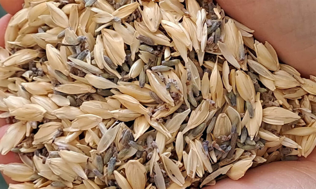 Dettaglio della pula di farro mescolata alla lavanda, tenuta tra le mani